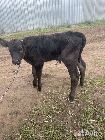 Телята телки бычки