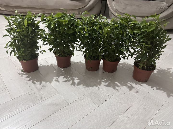 Фикус наташа