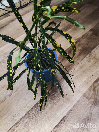 Кротон узколистый