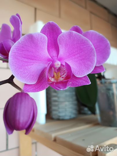 Орхидея фаленопсис разные