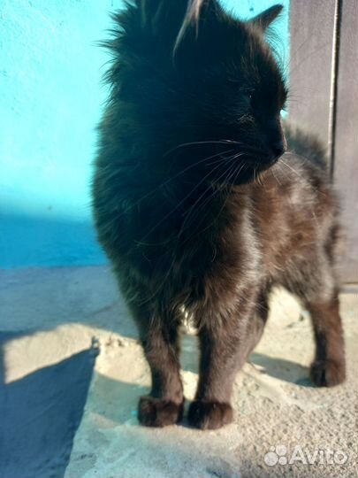 Кошка в дар бесплатно