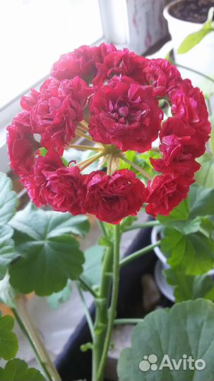 Комнатные цветы цветущие