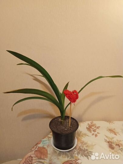 Комнатные цветы кливия