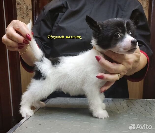 Щенки китайской хохлатой собачки