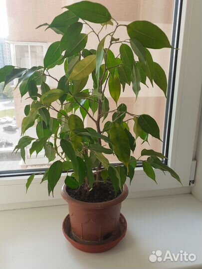 Фикусы бенджамина