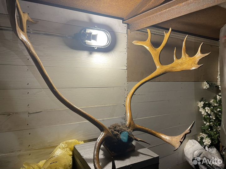 Рога оленя