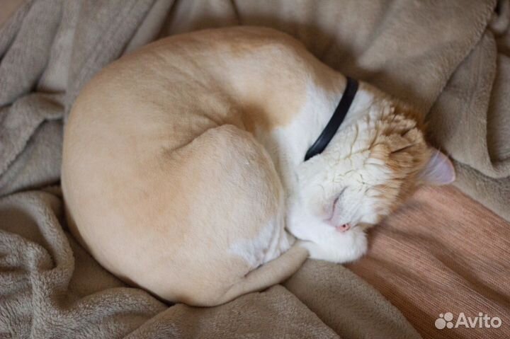 Стрижка кошек с выездом на дом