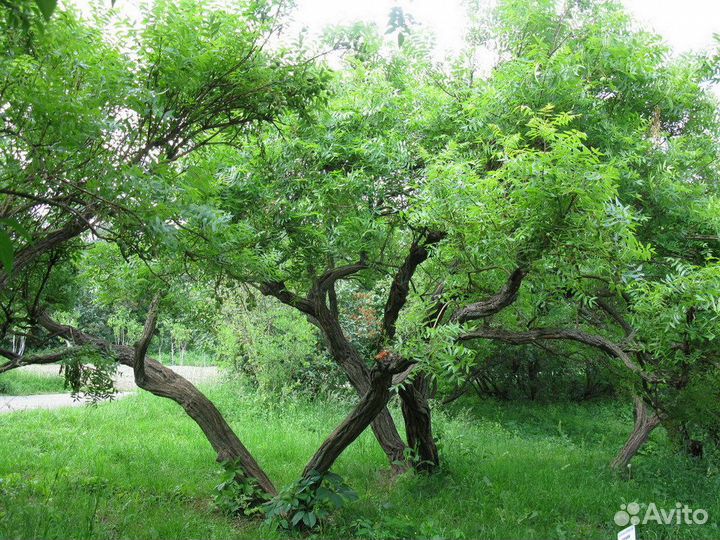 Чекалкин орех, семена (Ксантоцерас Рябинолистный)