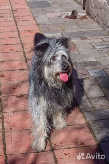 Отчаянно ищет любящую семью Шарик