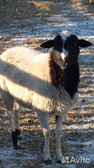 Овцы бараны ягнята дорпер