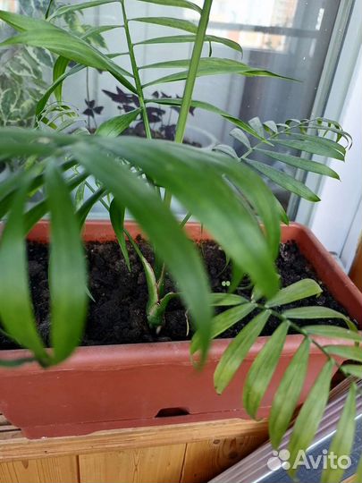 Дендробиум