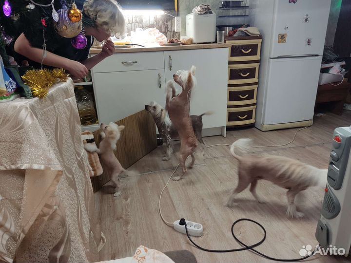 Китайская хохлатая