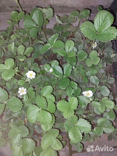 Клубника мурано ремонтантная