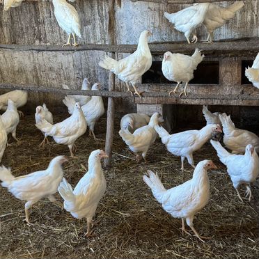 Куры белые