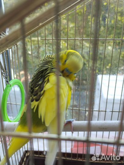 Отдам в добрые руки попугая