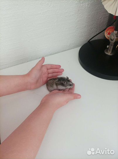Джунгарик