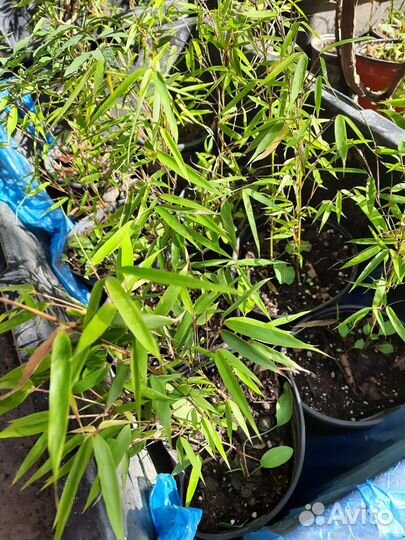 Красный бамбук