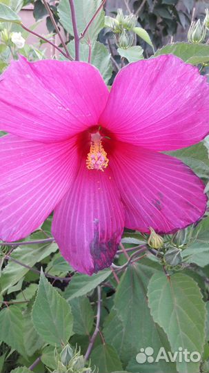 Гибискус травянистый садовый