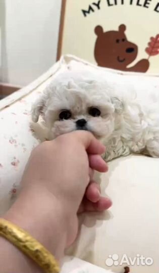 Щенки бишон фризе мини Китай