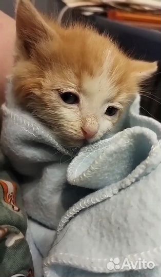 Рыжее солнышко в ваш дом