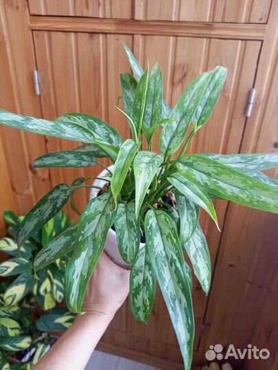 Аглаонема трейба