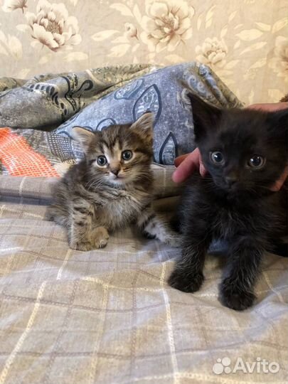 Котята отдам бесплатно