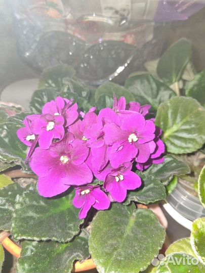 Цветущие фиалки