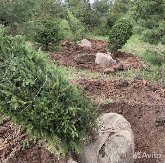 Ель обыкновенная