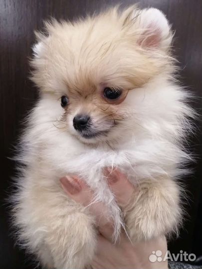 Померанский шпиц медвежьего типа