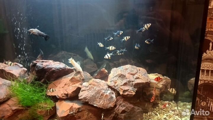 Аквариумные рыбки