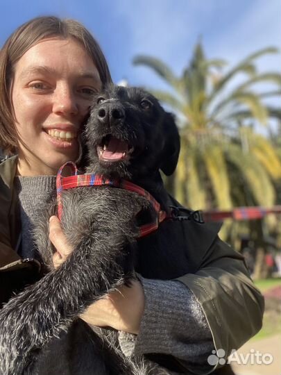 Трогательная Моника щенок в добрые руки