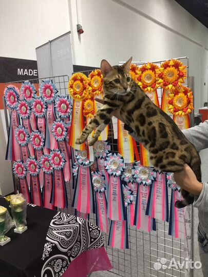 Вязка бенгала