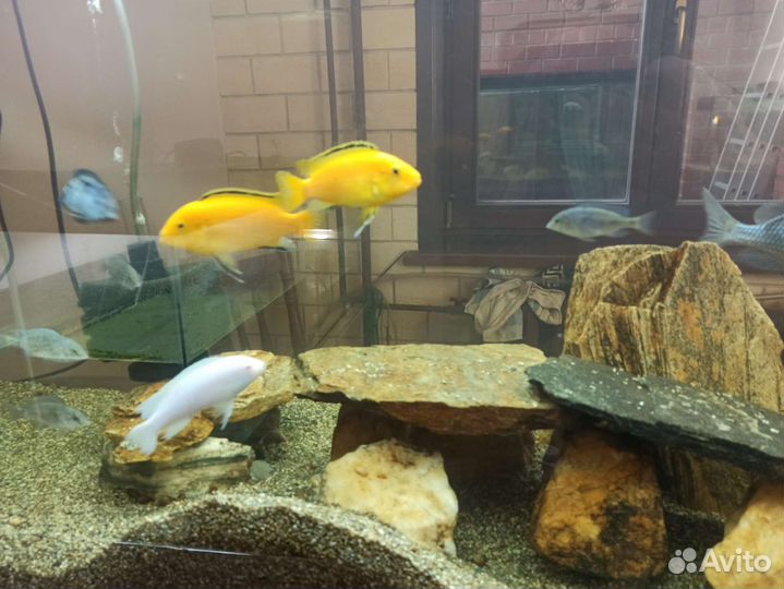 Аквариумные рыбки (дельфины)