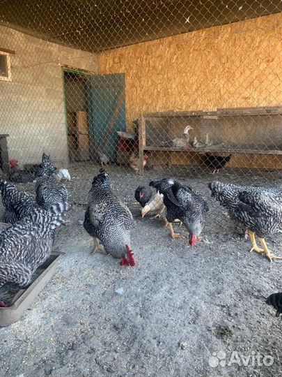 Петухи Грис бар, 5 месяцев