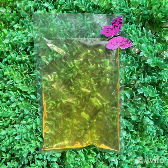 Мед Липовый