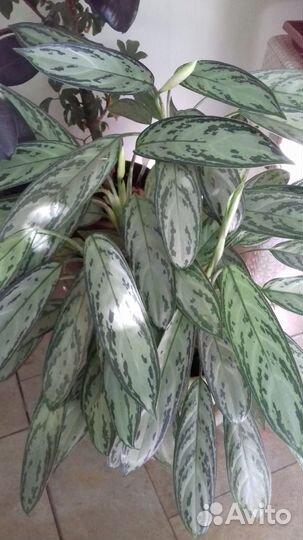 Комнатные цветы,растения,аглонема
