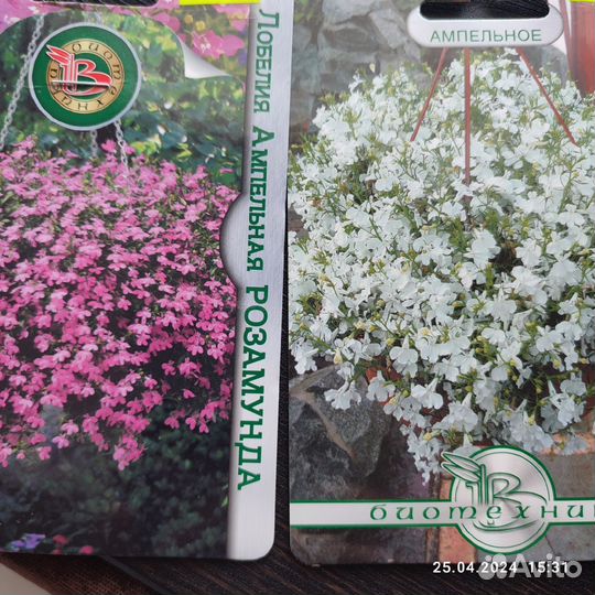 Рассада цветов