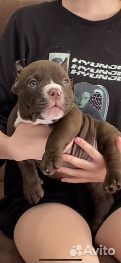 Американский булли покет