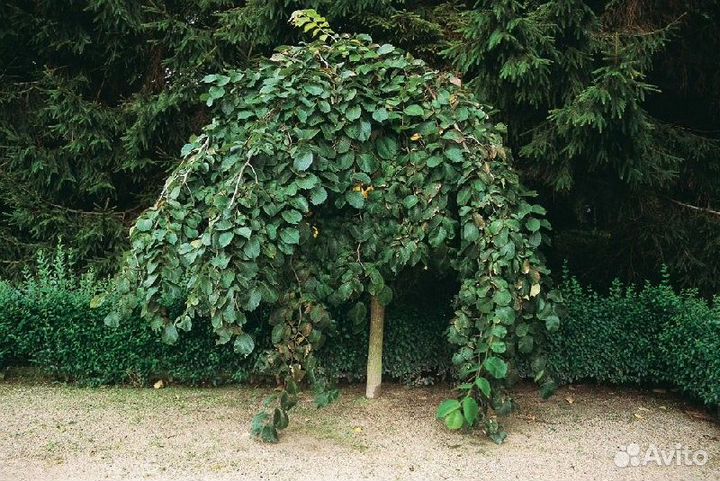 Вяз шершавый