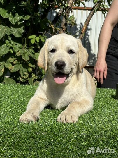 Щенки лабрадора