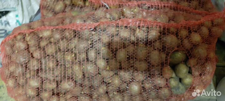 Семенной картофель гала