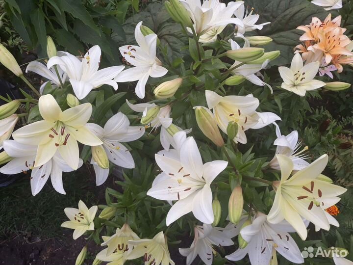 Спирея японская