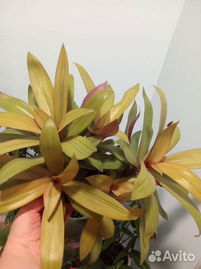 Рэо(sitara gold) жёлтый