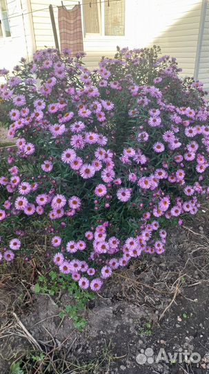 Продам цветы сентябринки многолетние