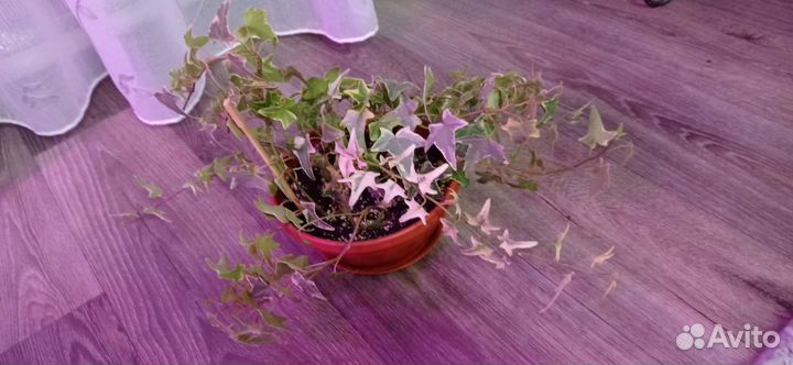 Комнатные растения