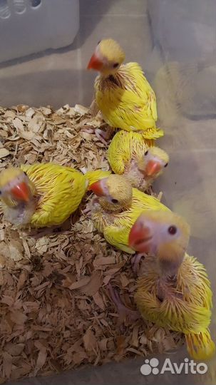 Выкормыши ожереловые желтые