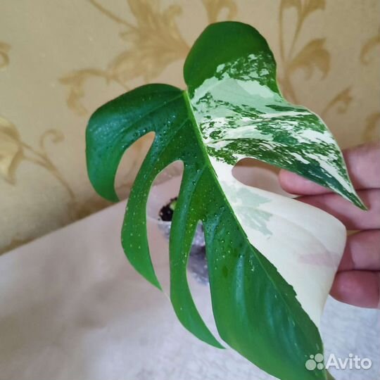 Монстера Альба.Дримиопсис.Пальма Арека.Валлота