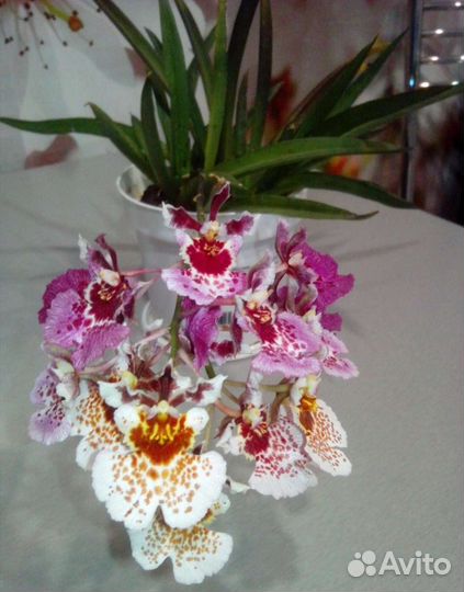 Орхидея толумния