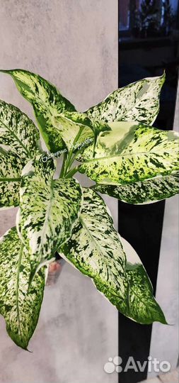 Диффенбахия Сьон Кай