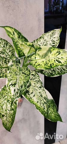 Диффенбахия Сьон Кай